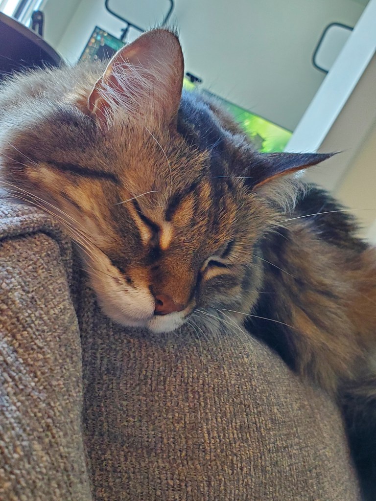 Long haired cat with grey, brown and white colourings. Named Lister. Lister passed away Oct 2024