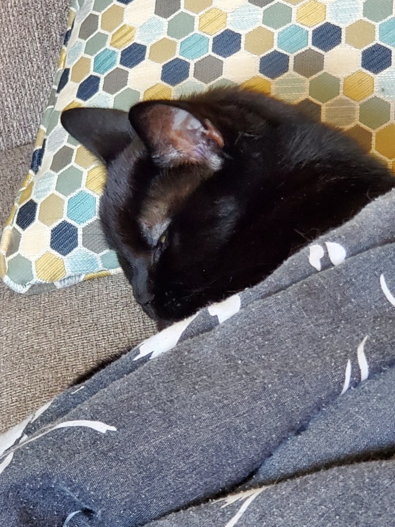 black cat named Moss sleeping on the couch with his head on a pillow and he is covered up to his neck with a black comforter