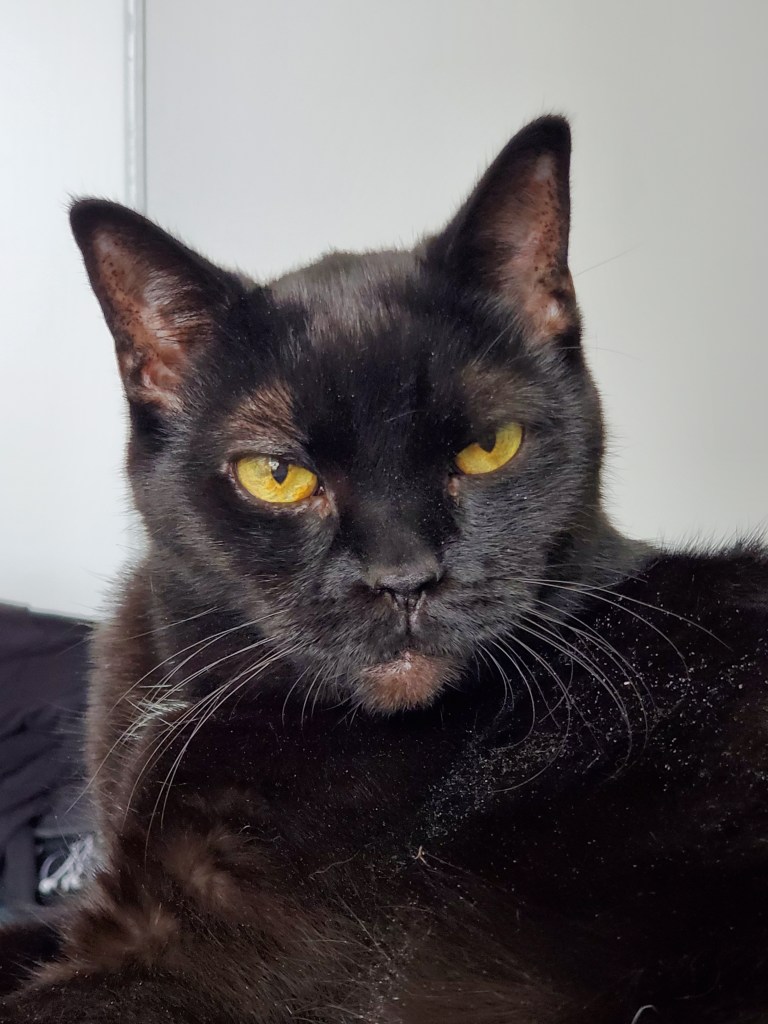 Moss. Black cat with yellow eyes and a white patch on his chest and belly.