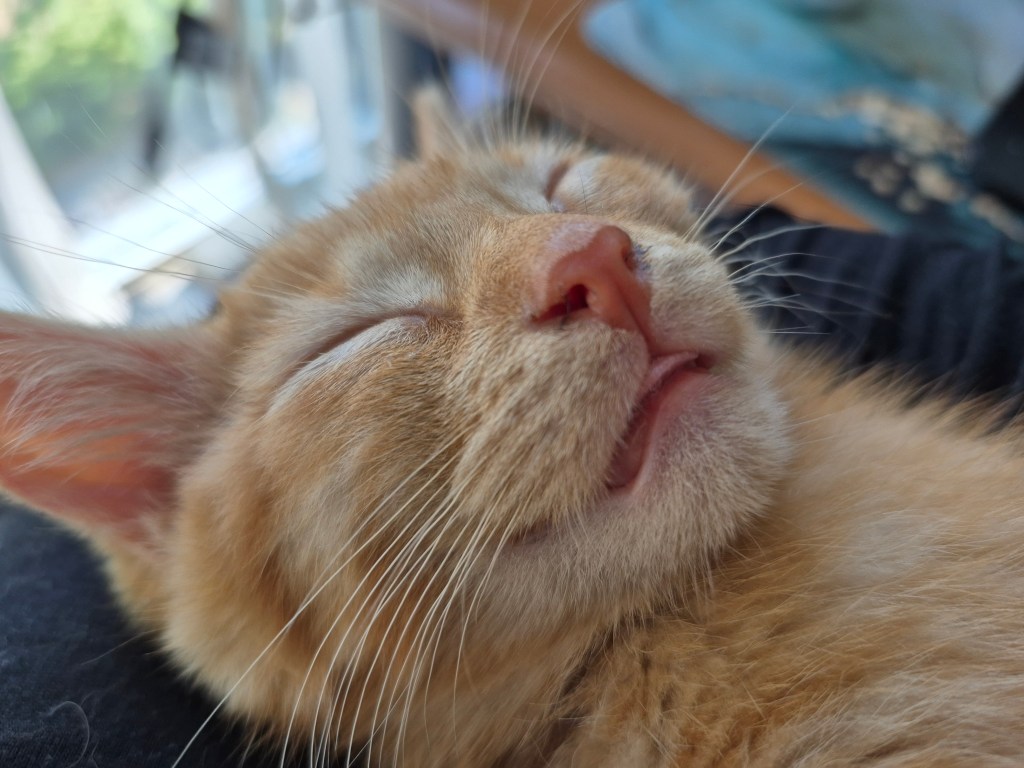 9 week old orange tabby kitten named Percy, sleeping
