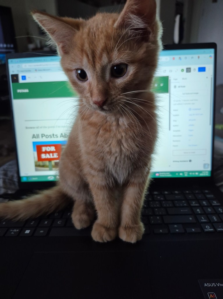 orange tabby kitten named Percy (9 weeks old) sitting on a laptop