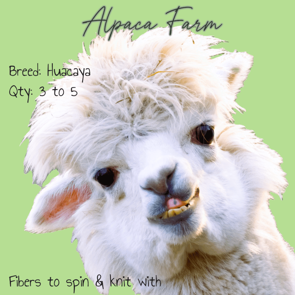 Picture of white alpaca looking at the camera. Words on the image say "Alpaca Farm Breed Huacaya Qty 3 to 5 Fibers to spin & knit with"