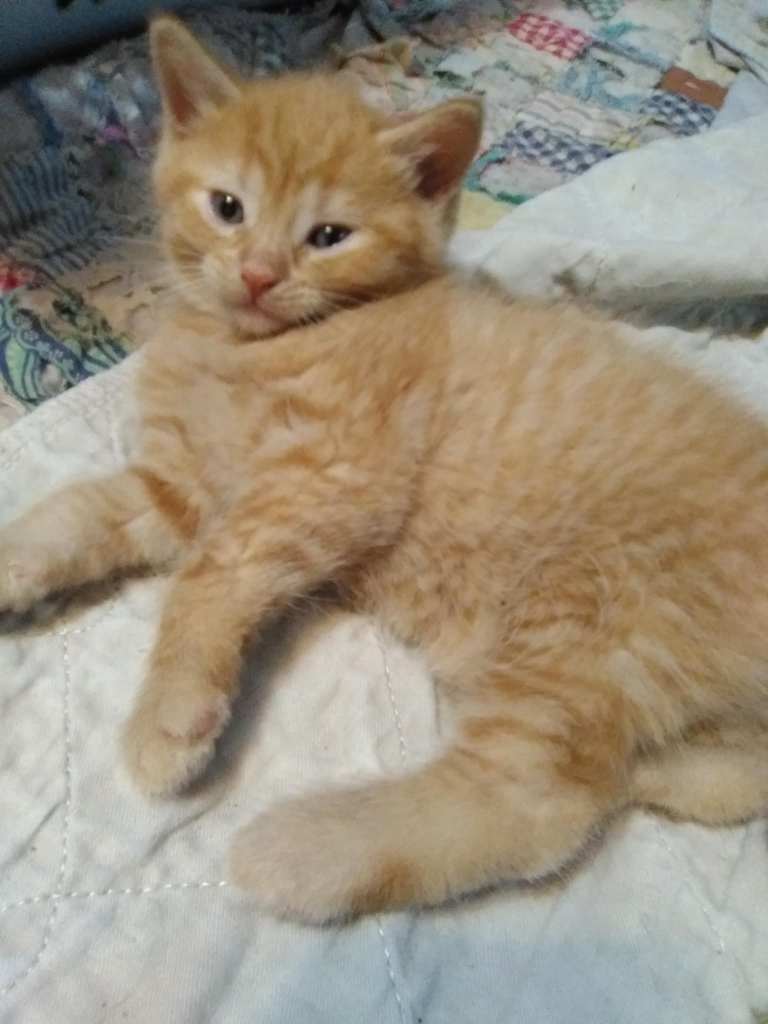 Orange kitten 5 weeks old. Slight stripes of white. Named Percy