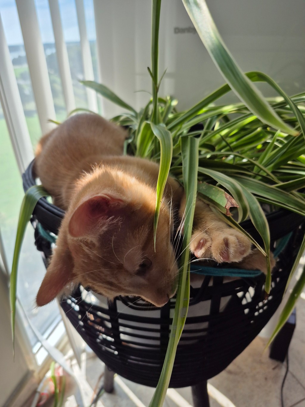 Sunday Evening Thoughts